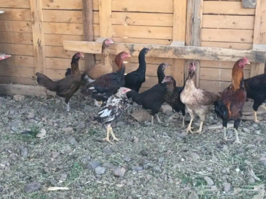 دجاج بكستاني  (image 1)