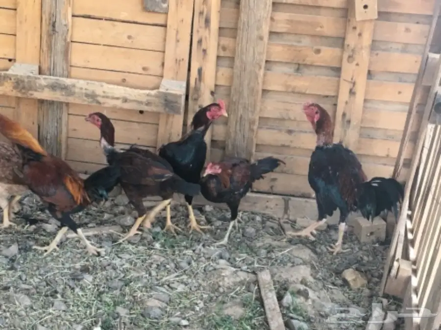 دجاج بكستاني  (image 3)