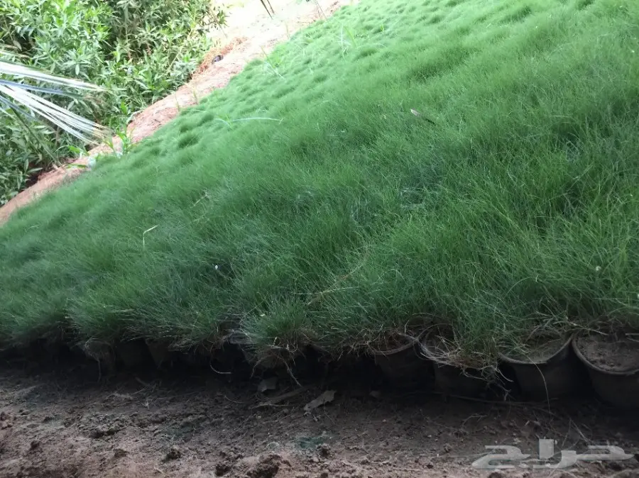 نجيله ( المتر 4 ريال ) فقط  (image 10)