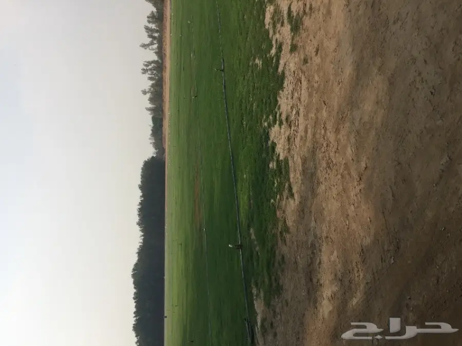 نجيله ( المتر 4 ريال ) فقط  (image 11)