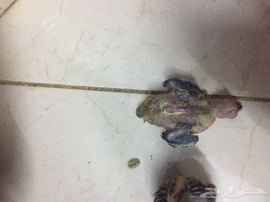 فروخ كروان (image 4)