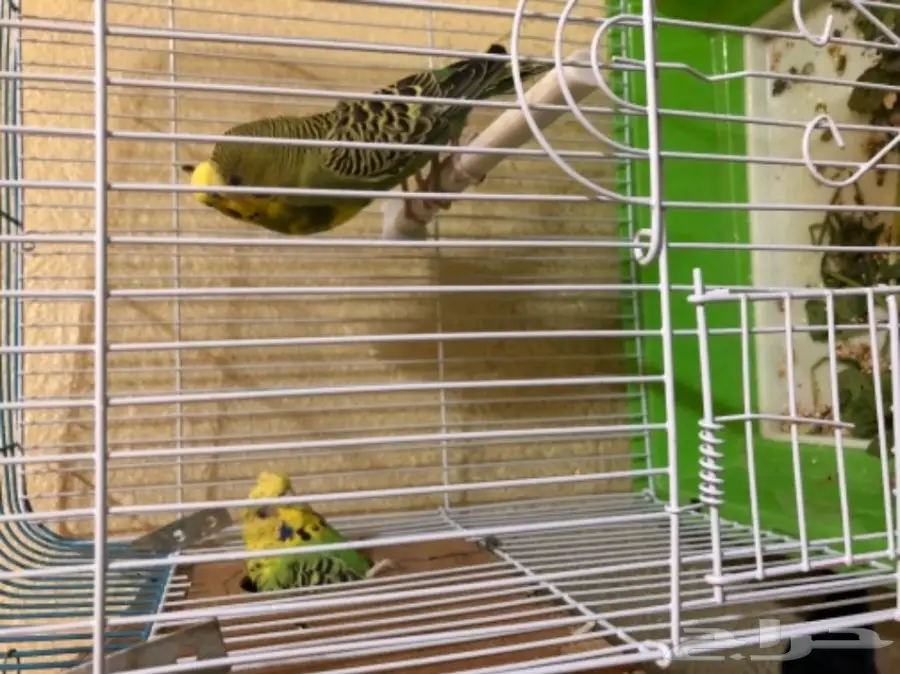 بادجي منتج (image 1)