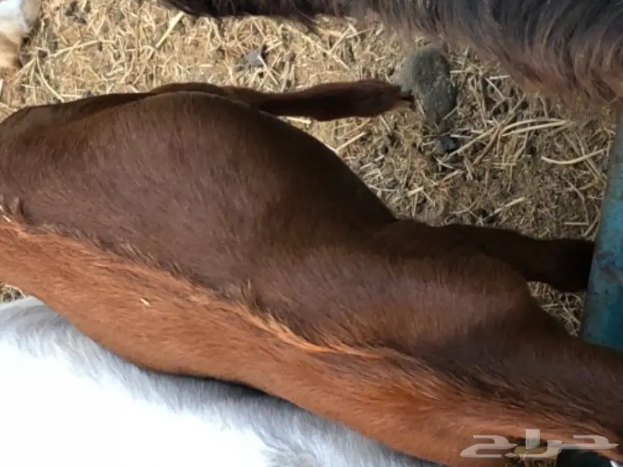 تيس محايلي  (image 1)