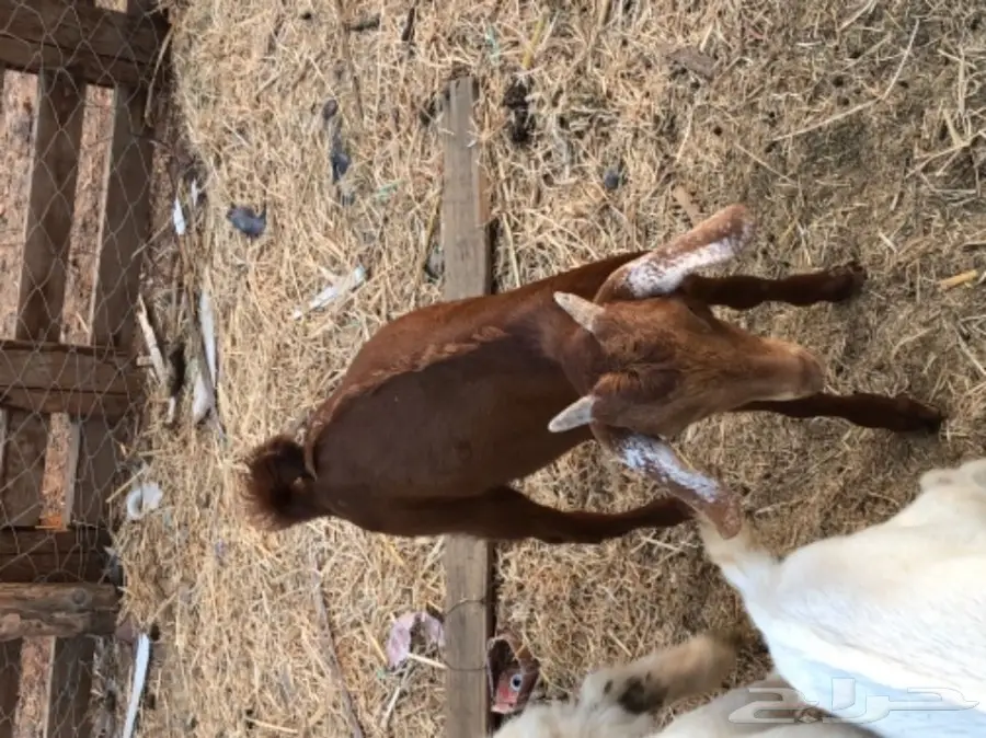 تيس محايلي  (image 2)