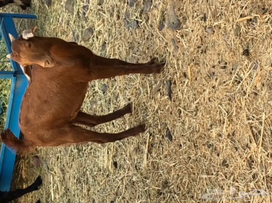 تيس محايلي  (image 3)