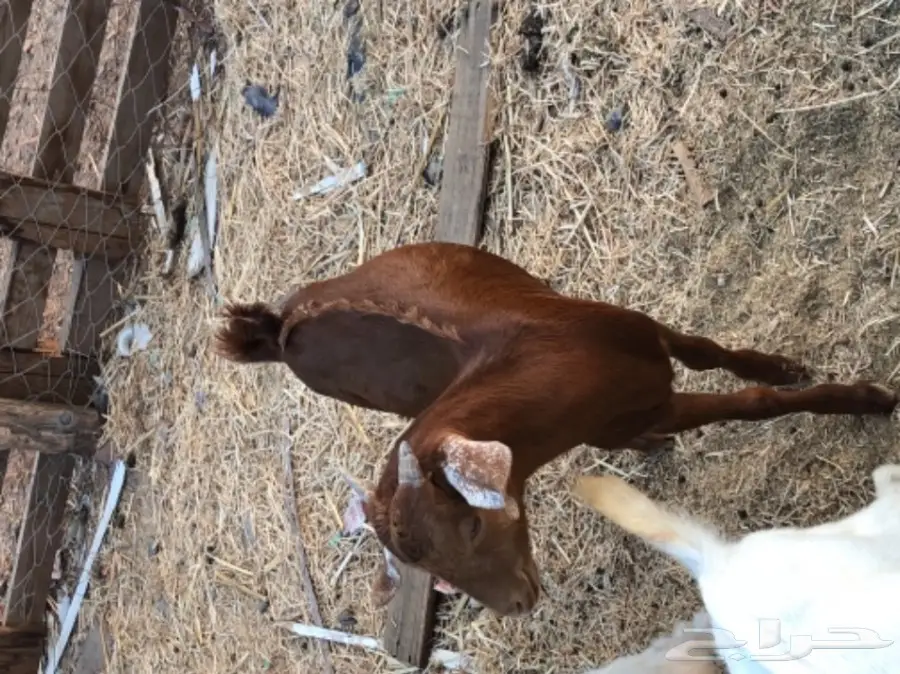 تيس محايلي  (image 4)