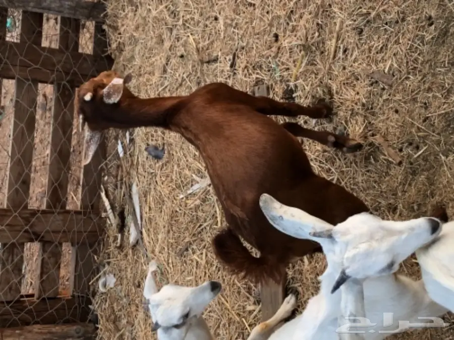 تيس محايلي  (image 5)