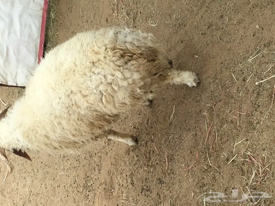 خروف جذع للبيع