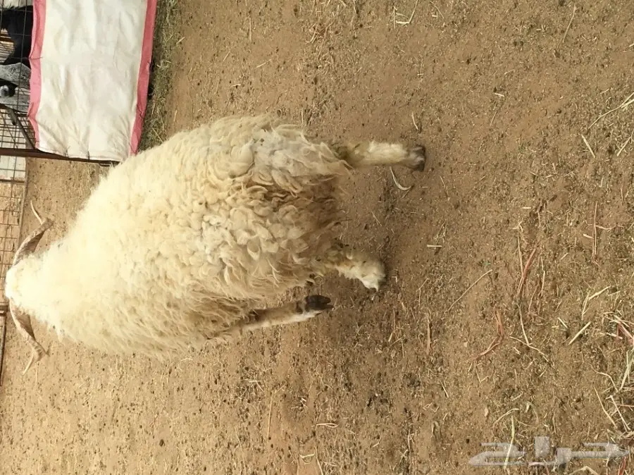 خروف جذع للبيع (image 1)