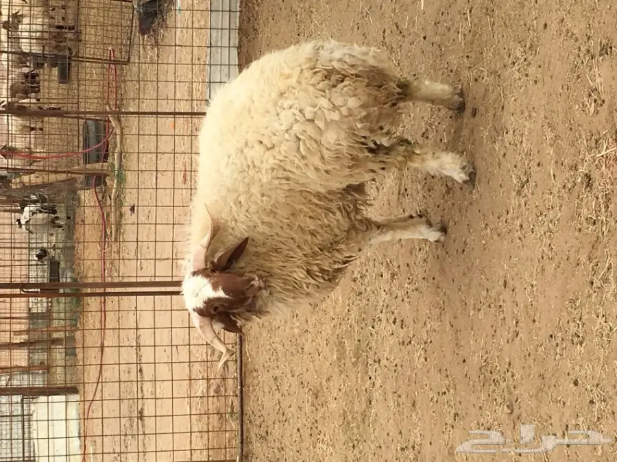 خروف جذع للبيع (image 2)