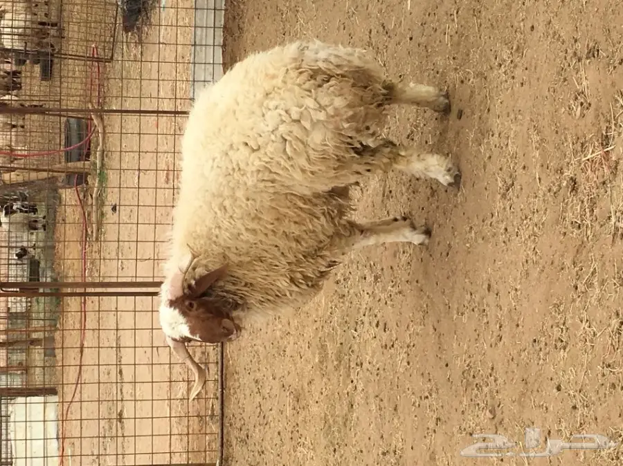 خروف جذع للبيع (image 3)