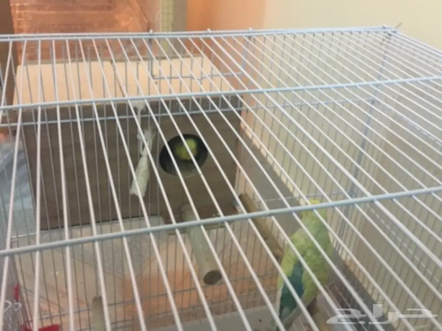 البيع كامل اقفاص وطيور