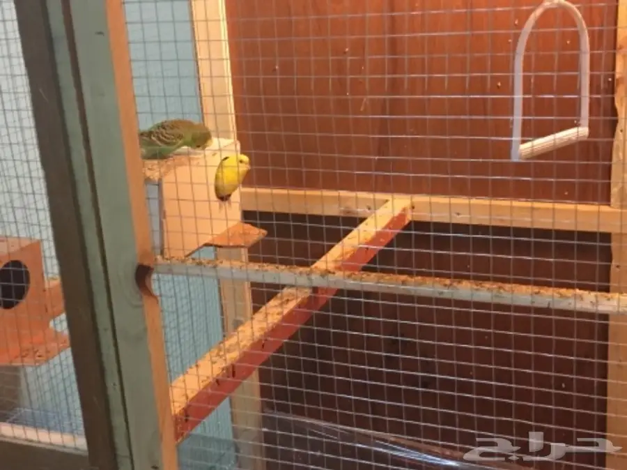 البيع كامل اقفاص وطيور (image 1)