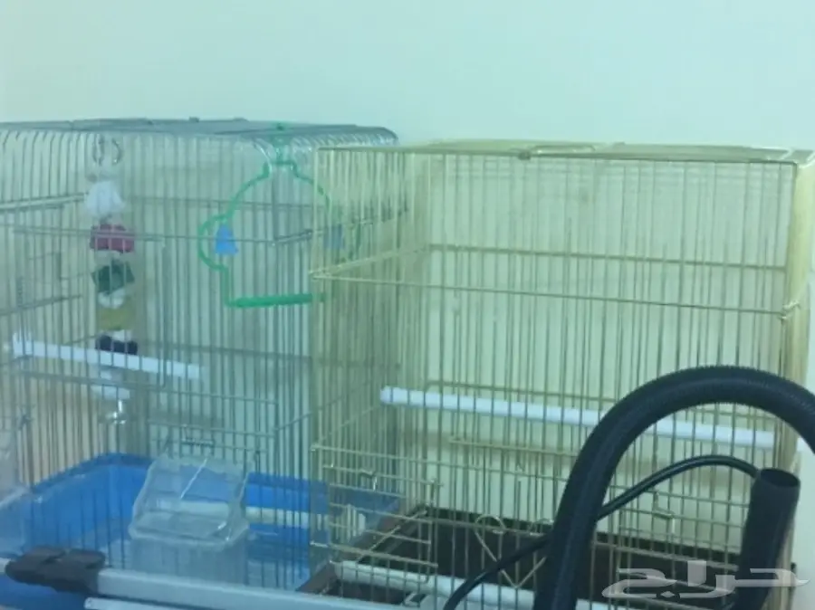 البيع كامل اقفاص وطيور (image 2)