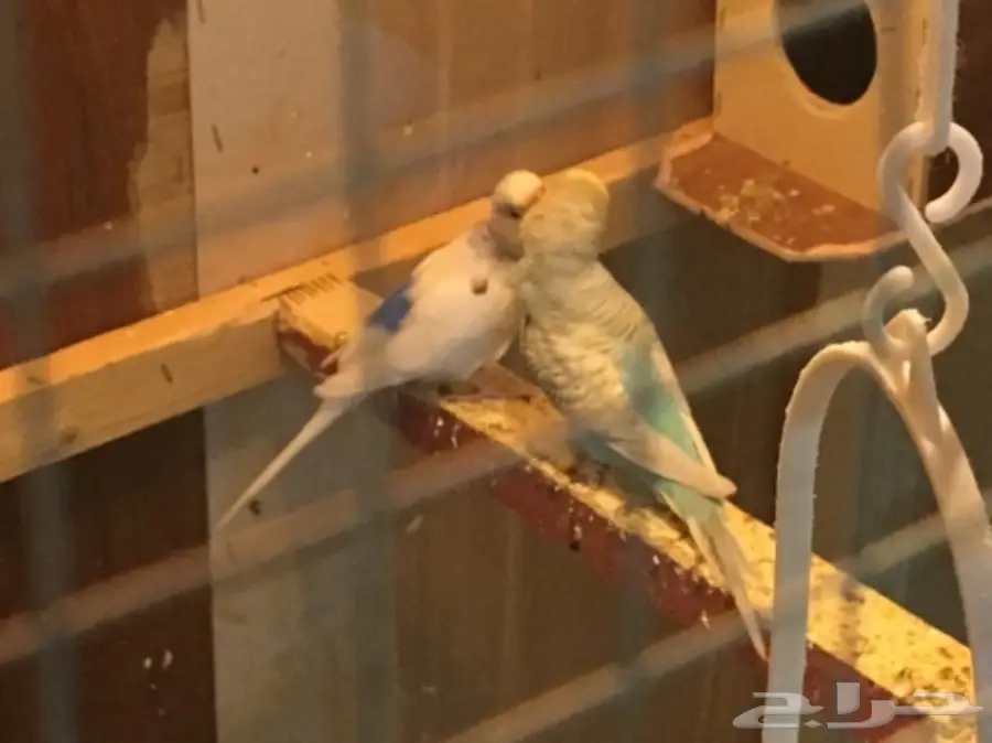 البيع كامل اقفاص وطيور (image 3)