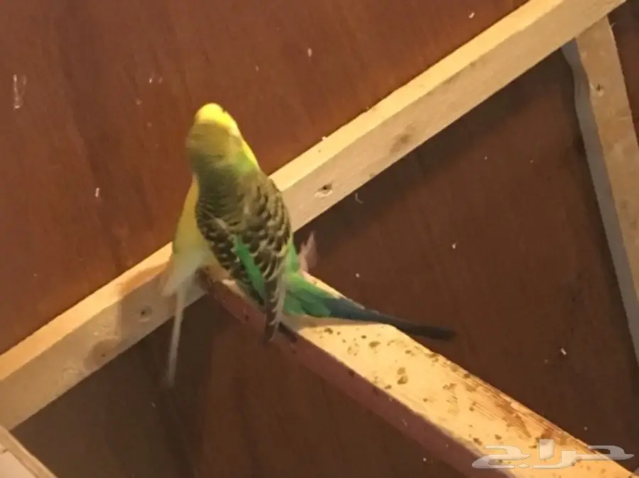 البيع كامل اقفاص وطيور (image 4)