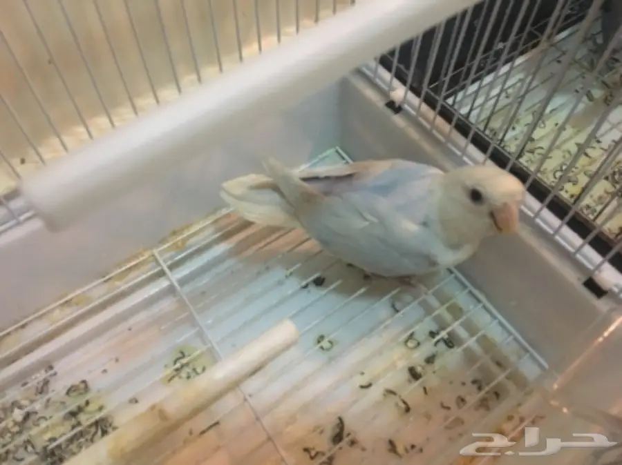 البيع كامل اقفاص وطيور (image 5)