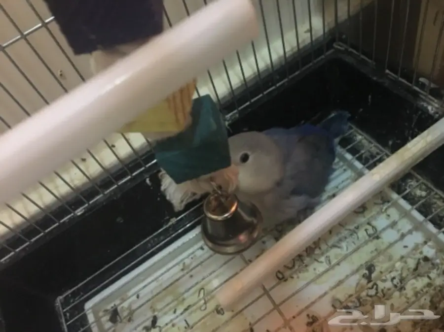 البيع كامل اقفاص وطيور (image 6)