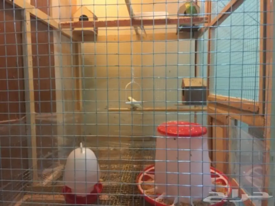 البيع كامل اقفاص وطيور (image 7)