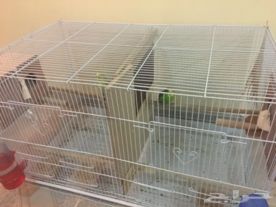 البيع كامل اقفاص وطيور (image 14)