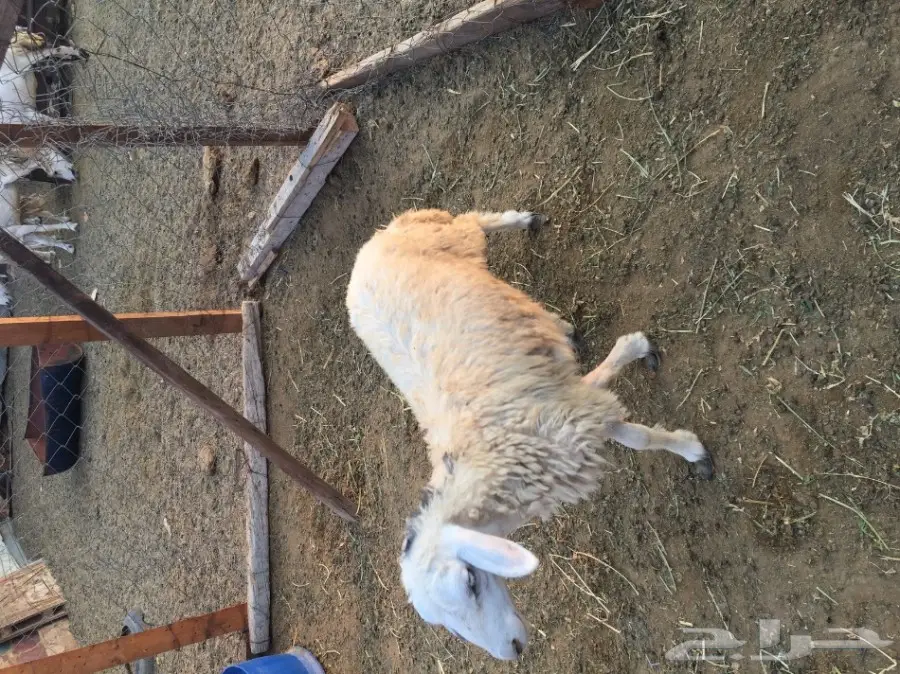 رخله حريه (image 2)