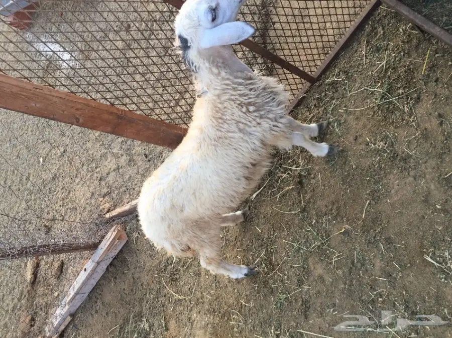 رخله حريه (image 3)