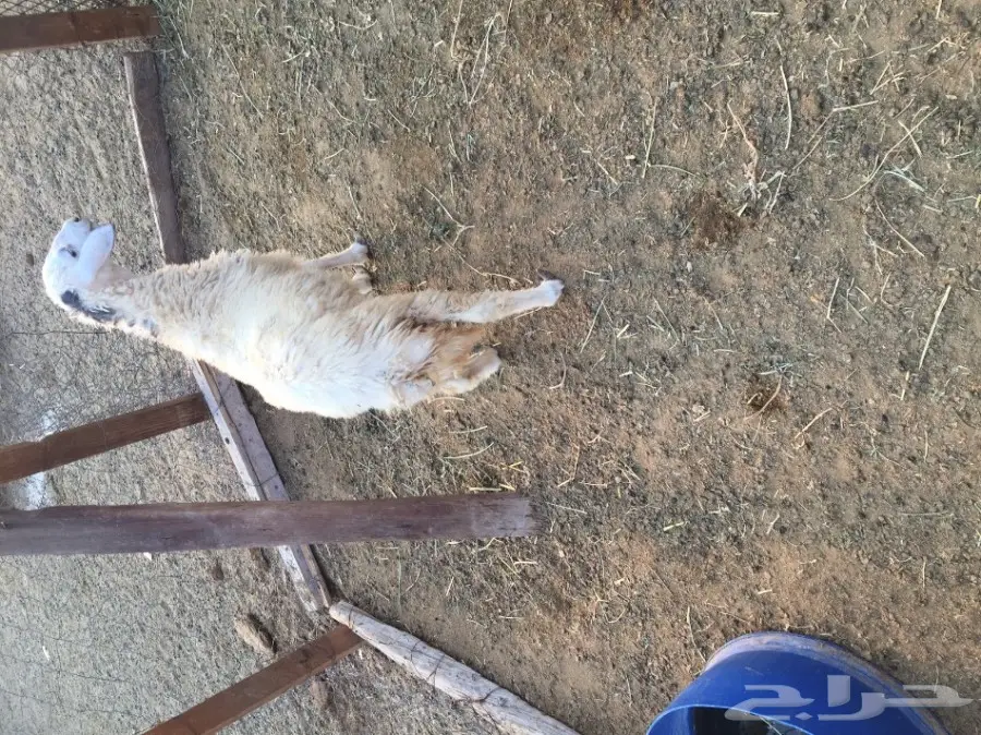 رخله حريه (image 4)