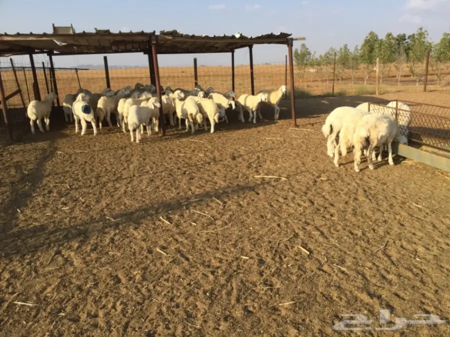 طليان حريه للبيع الموقع القنفذه