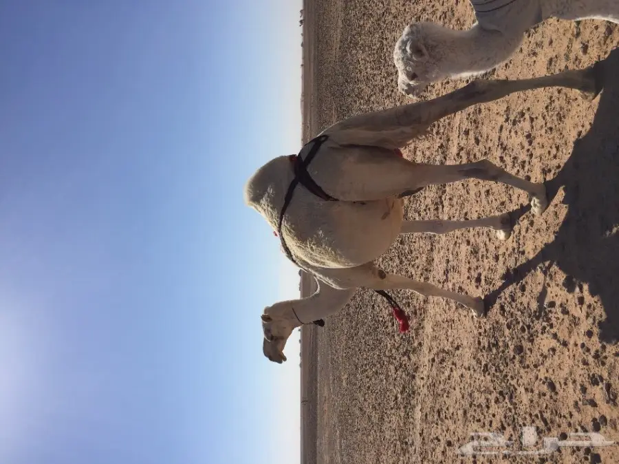 خلفه مصغر منيحه شرط  (image 2)