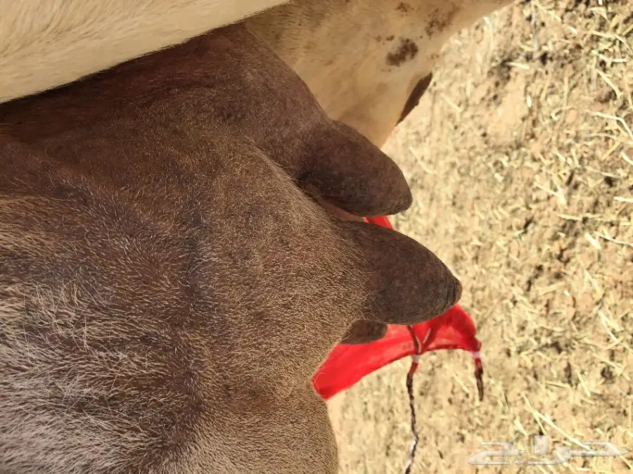 خلفه مصغر منيحه شرط  (image 8)