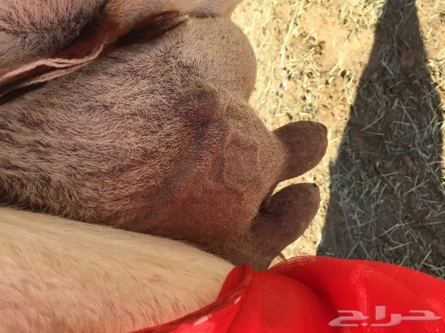 خلفه مصغر منيحه شرط  (image 9)