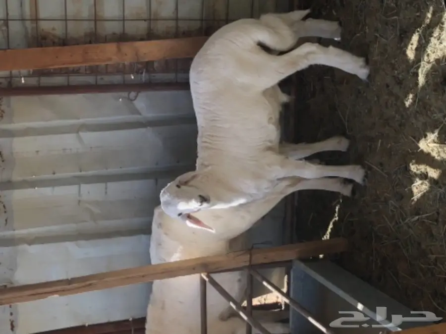 مشروع فحل حري 