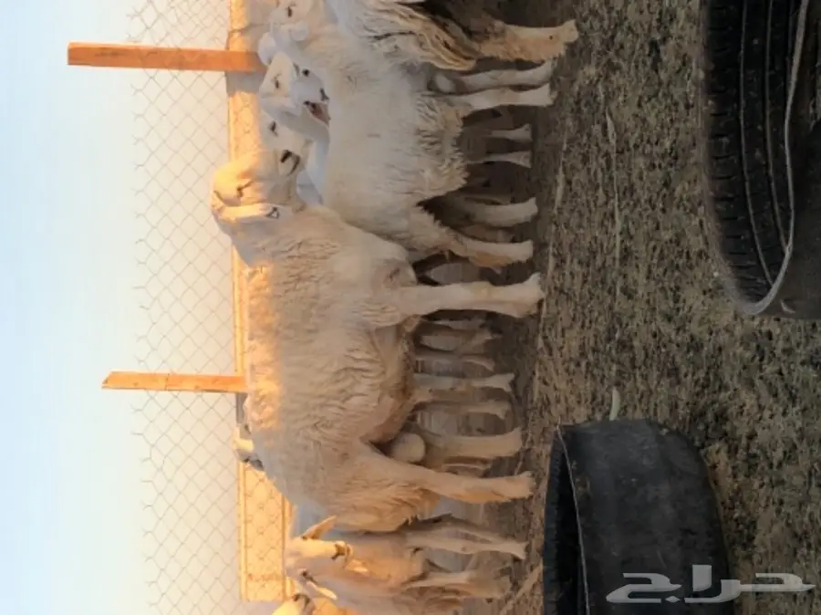 فحل حري - فرصة استثمارية لا تُفوّت! (image 3)