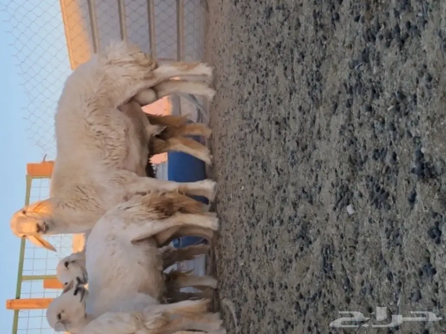 فحل حري - فرصة استثمارية لا تُفوّت! (image 4)