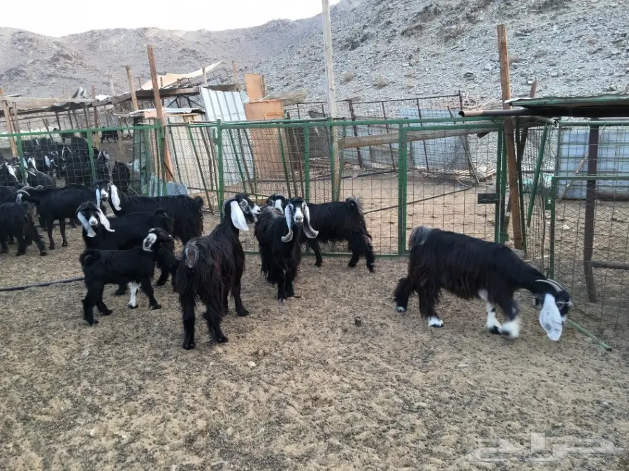 معزا عوارض للبيع