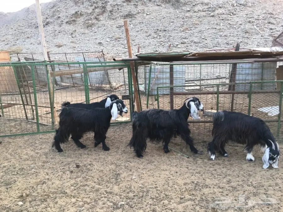 معزا عوارض للبيع (image 1)