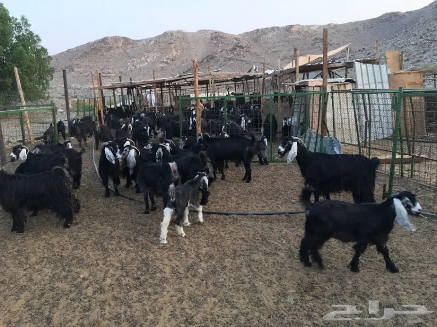 معزا عوارض للبيع (image 2)