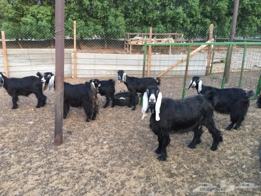 معزا عوارض للبيع (image 3)