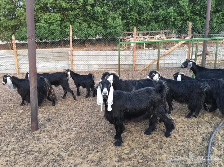 معزا عوارض للبيع (image 4)