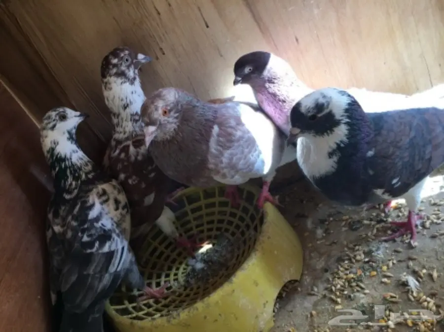 حمام منوع ولبيع سمح (image 2)