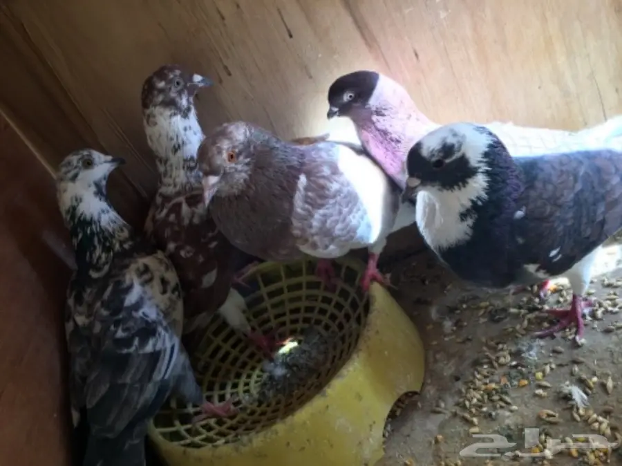 حمام منوع ولبيع سمح (image 3)