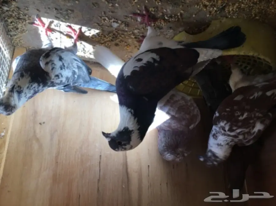 حمام منوع ولبيع سمح (image 4)