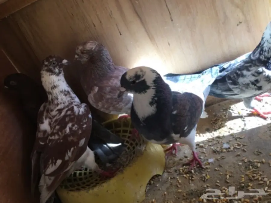 حمام منوع ولبيع سمح (image 5)