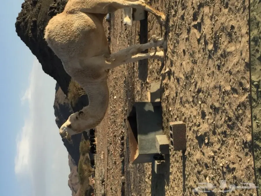 قعدان دوبه مثني - فرصة لا تُفوّت!