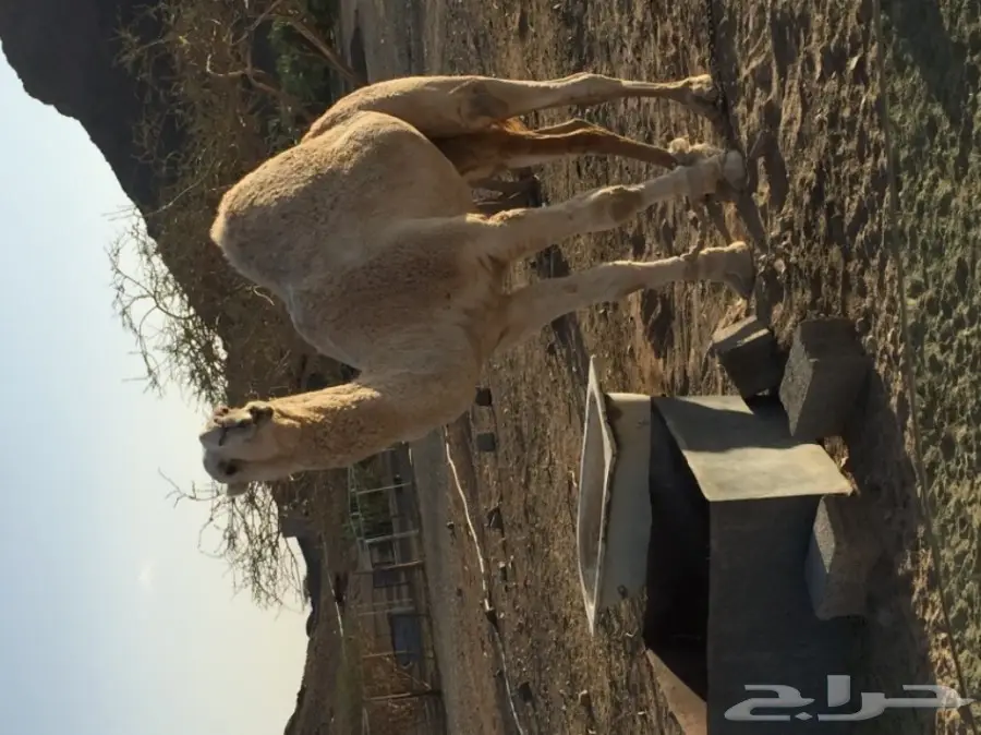 قعدان دوبه مثني - فرصة لا تُفوّت! (image 1)