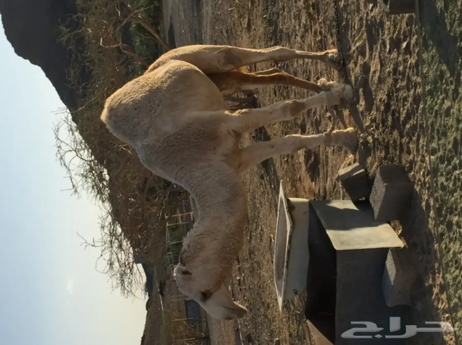 قعدان دوبه مثني - فرصة لا تُفوّت! (image 2)