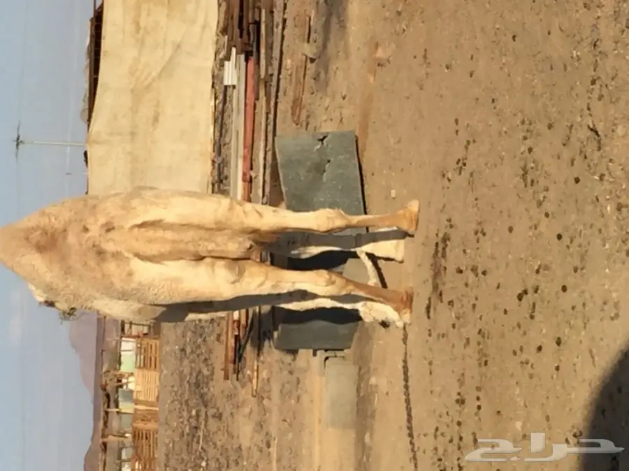 قعدان دوبه مثني - فرصة لا تُفوّت! (image 3)