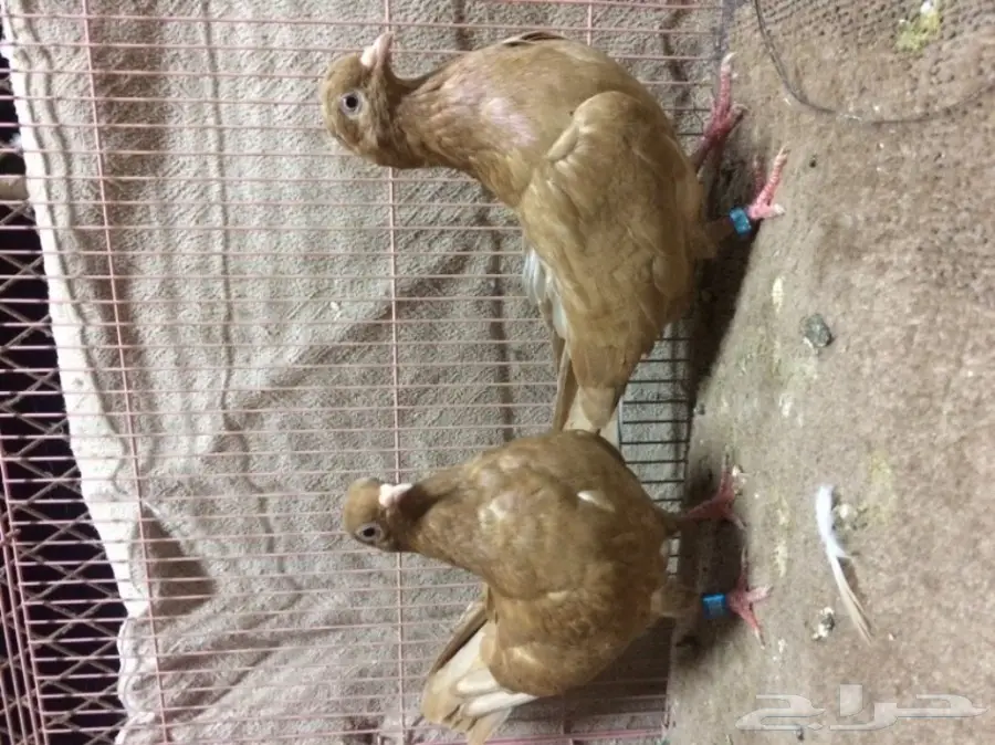 جوز قلاب كوره اصفر  (image 2)