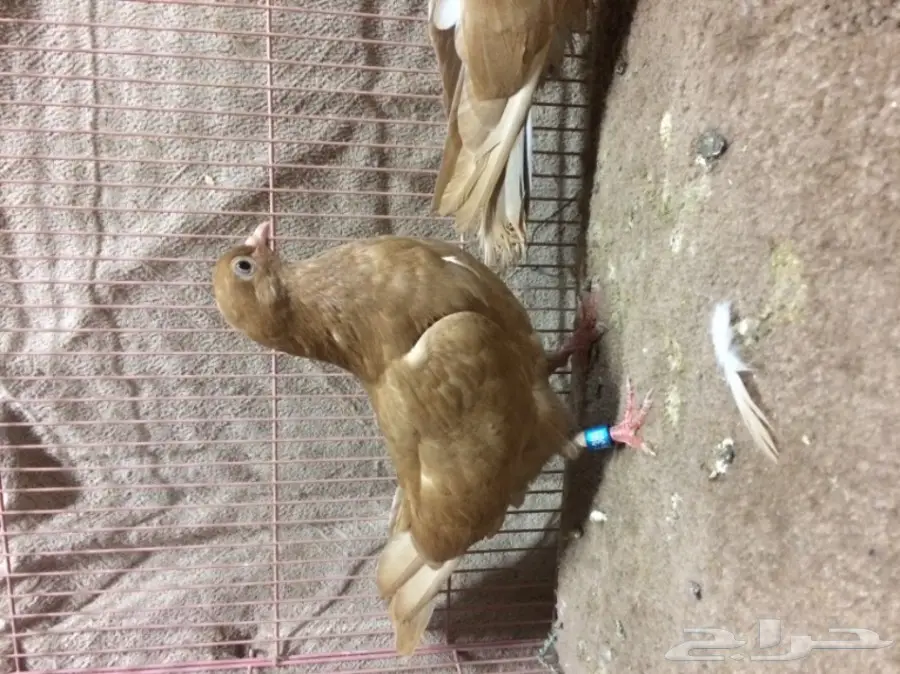 جوز قلاب كوره اصفر  (image 3)