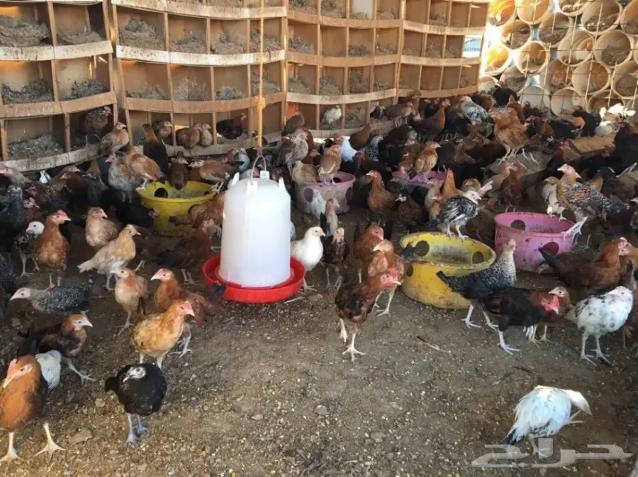 للبيع فروخ دجاج 4-5شهور (image 3)